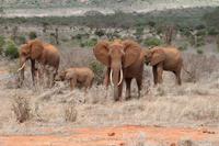 Tsavo Ost Nationalpark