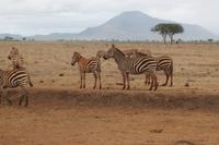Tsavo Ost Nationalpark