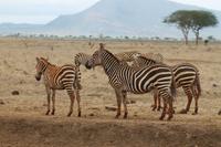 Tsavo Ost Nationalpark