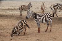 Tsavo Ost Nationalpark