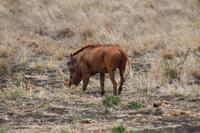 Tsavo Ost Nationalpark