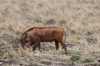 Tsavo Ost Nationalpark