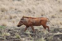 Tsavo Ost Nationalpark