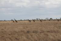 Tsavo Ost Nationalpark