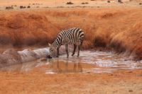 Tsavo Ost Nationalpark