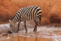 Tsavo Ost Nationalpark