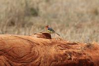 Tsavo Ost Nationalpark