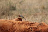 Tsavo Ost Nationalpark