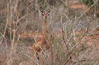 Giraffenhalsantilope