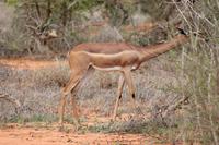 Giraffenhalsantilope