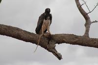 Tsavo Ost Nationalpark
