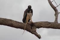 Tsavo Ost Nationalpark