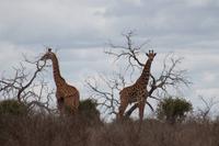Tsavo Ost Nationalpark
