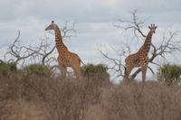 Tsavo Ost Nationalpark