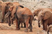 Tsavo Ost Nationalpark