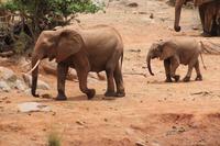 Tsavo Ost Nationalpark