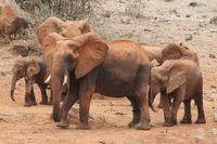 Tsavo Ost Nationalpark