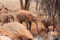 Tsavo Ost Nationalpark
