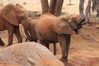 Tsavo Ost Nationalpark