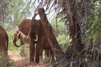 Tsavo Ost Nationalpark