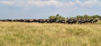 94 Vorboten der Migration der Tiere in Kenia