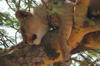 95 Löwen am Nakuru See Nationalpark