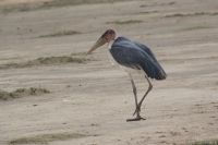 95 Marabu