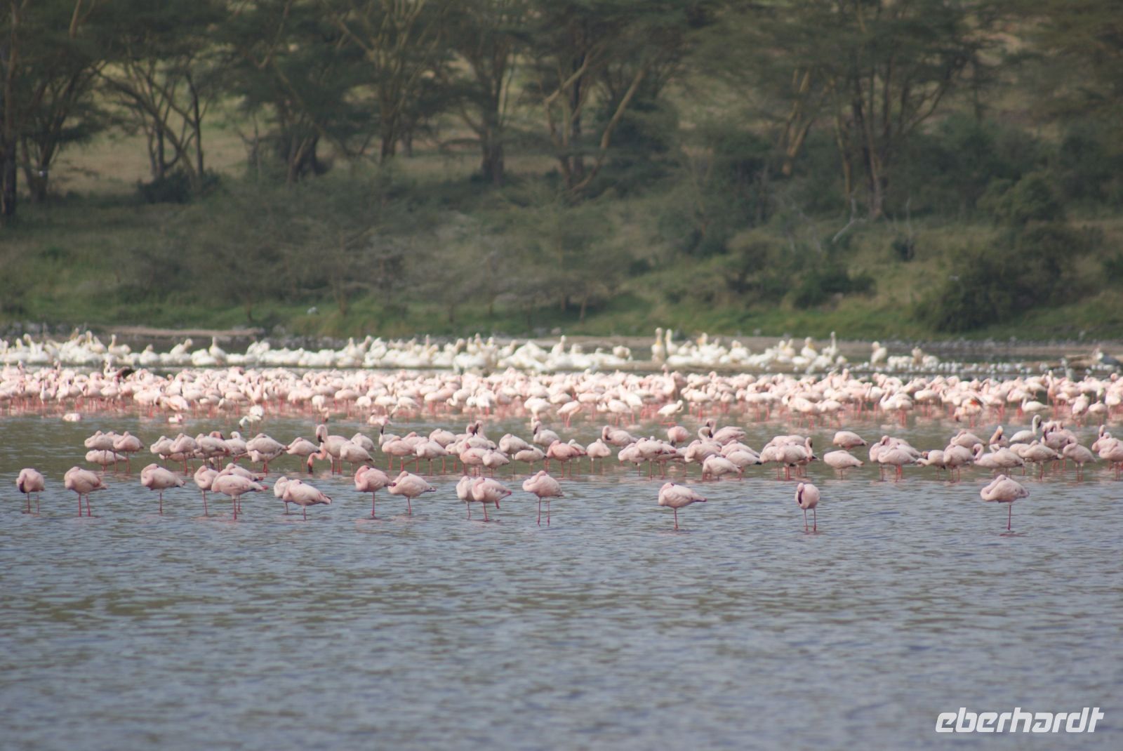 96 Flamingos