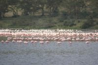 96 Flamingos