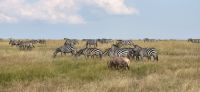 96 Masai Mara