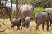 97 Elefanten in Samburu