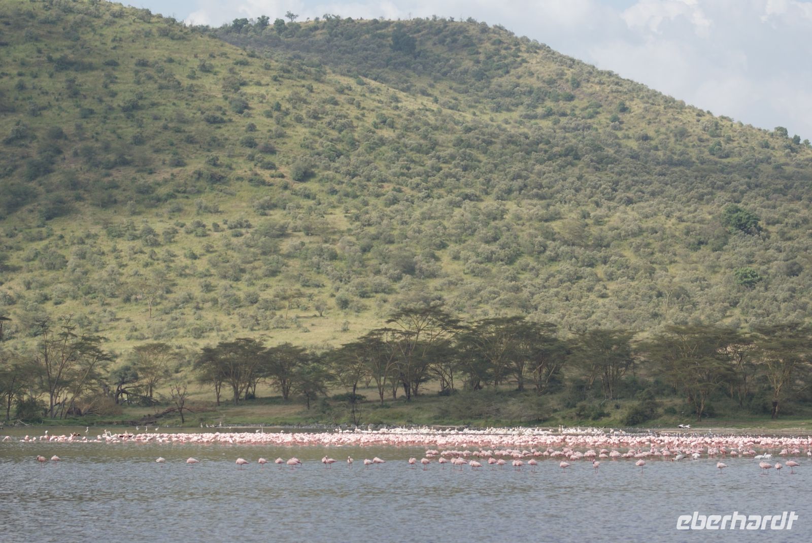 97 Flamingos