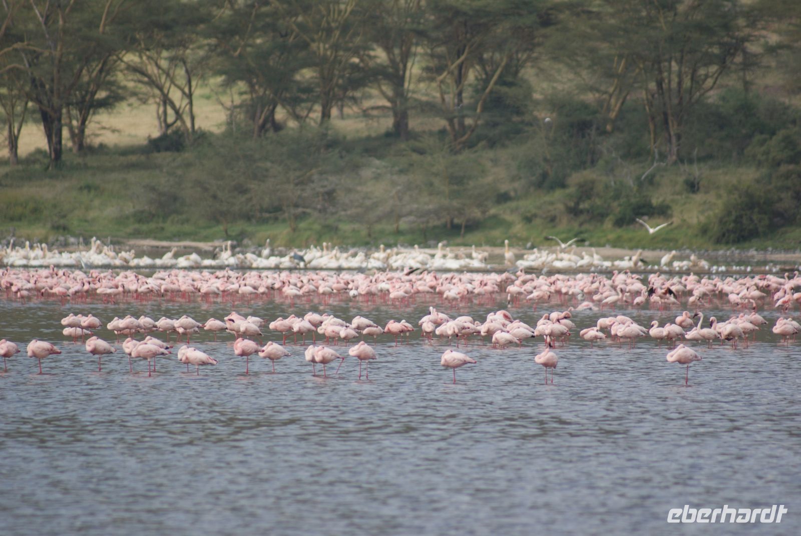 98 Flamingos