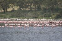 98 Flamingos