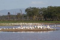 98 Pelikane am Nakuru See Nationalpark