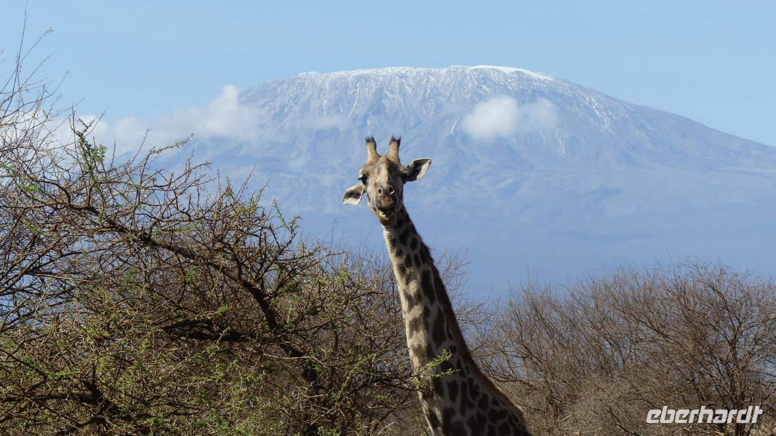 Abreise vom Amboseli NP