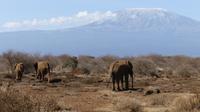 Abreise vom Amboseli NP