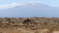 Abreise vom Amboseli NP