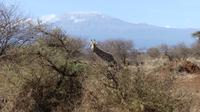 Abreise vom Amboseli NP