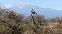 Abreise vom Amboseli NP