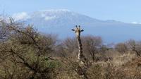 Abreise vom Amboseli NP