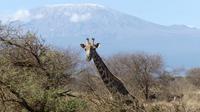Abreise vom Amboseli NP