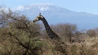 Abreise vom Amboseli NP