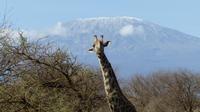 Abreise vom Amboseli NP