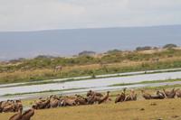 Amboseli Nationalpark - Geier und Hyänen am Zebra-Kadaver
