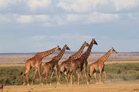Amboseli Nationalpark - Giraffen-Parade