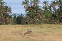Amboseli Nationalpark - Riesentrappe