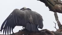 Amboseli Nationalpark Geier