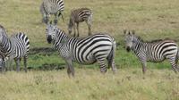 Amboseli Nationalpark