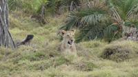 Amboseli Nationalpark